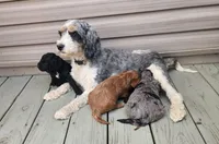Baxter, a male Cockapoo for sale in Oldtown, MD – 4 of 5