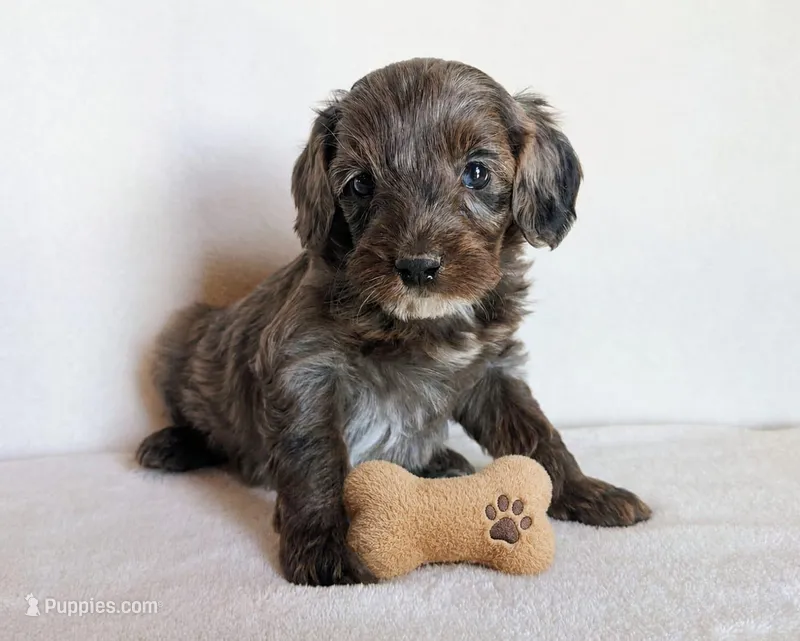 Baxter – Cockapoo puppy for sale in Oldtown, MD