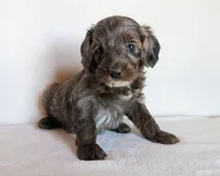 Baxter, a male Cockapoo for sale in Oldtown, MD – 2 of 5