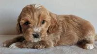 Beauty, a female Cockapoo for sale in Oldtown, MD – 2 of 5