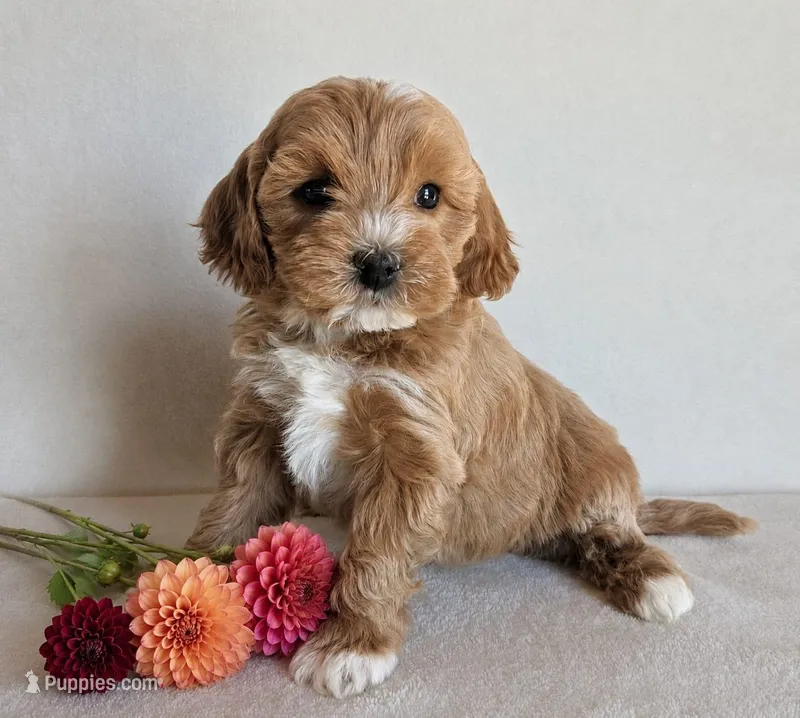 Beauty – Cockapoo puppy for sale in Oldtown, MD