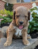 Parker F1B, a male Miniature Goldendoodle for sale in Oldtown, MD – 2 of 6