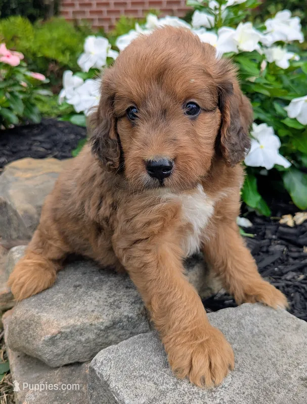 Parker F1B – Miniature Goldendoodle puppy for sale in Oldtown, MD