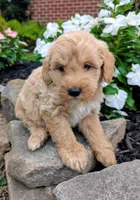 Preston F1B, a male Miniature Goldendoodle for sale in Oldtown, MD – 2 of 8