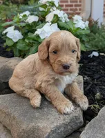 Percy F1B, a male Miniature Goldendoodle for sale in Oldtown, MD – 2 of 5