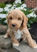 Percy F1B, a male Miniature Goldendoodle for sale in Oldtown, MD – 2 of 7