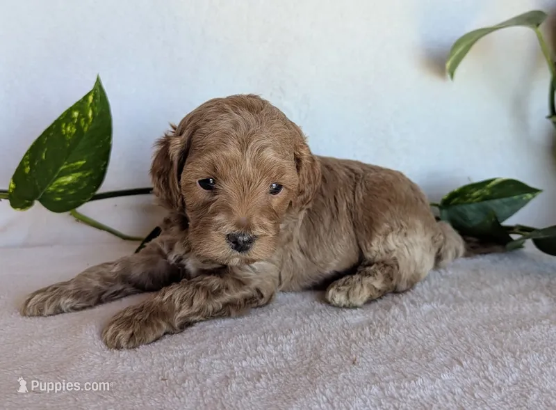 Dexter F1B – Cockapoo puppy for sale in Oldtown, MD