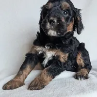 Dolly F1B, a female Miniature Goldendoodle for sale in Oldtown, MD – Photo 4 of 6