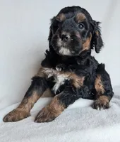 Dolly F1B, a female Miniature Goldendoodle for sale in Oldtown, MD – Photo 4 of 6