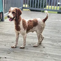 Dolly F1B, a female Miniature Goldendoodle for sale in Oldtown, MD – Photo 6 of 6