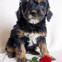 Dolly F1B, a female Miniature Goldendoodle for sale in Oldtown, MD – Photo 1 of 6