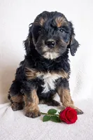 Dolly F1B, a female Miniature Goldendoodle for sale in Oldtown, MD – Photo 1 of 6