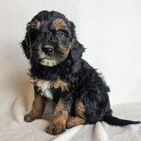 Dolly F1B, a female Miniature Goldendoodle for sale in Oldtown, MD – Photo 2 of 6