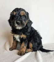 Dolly F1B, a female Miniature Goldendoodle for sale in Oldtown, MD – Photo 2 of 6