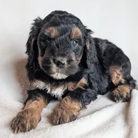 Dolly F1B, a female Miniature Goldendoodle for sale in Oldtown, MD – Photo 3 of 6