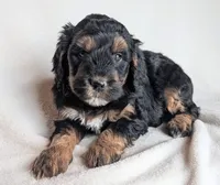 Dolly F1B, a female Miniature Goldendoodle for sale in Oldtown, MD – Photo 3 of 6