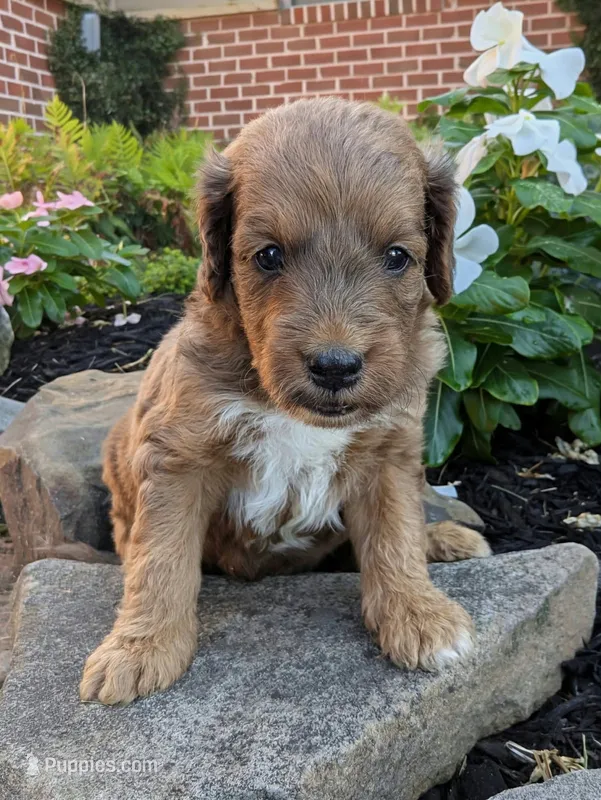 Parker F1B – Miniature Goldendoodle puppy for sale in Oldtown, MD