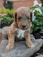 Parker F1B, a male Miniature Goldendoodle for sale in Oldtown, MD – 1 of 6