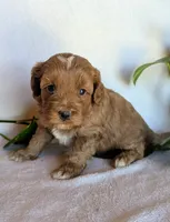 Duke, a male Cockapoo for sale in Oldtown, MD – 2 of 4