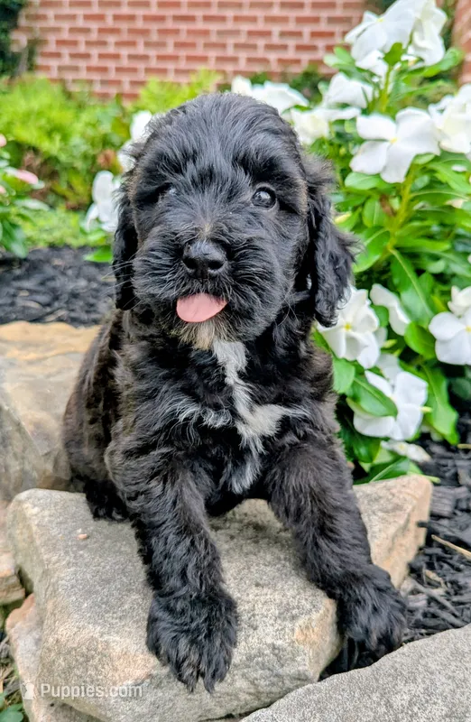 Paisley F1B – Miniature Goldendoodle puppy for sale in Oldtown, MD