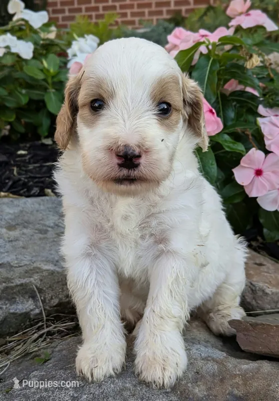 Piper – Miniature Goldendoodle puppy for sale in Oldtown, MD
