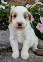 Piper, a female Miniature Goldendoodle for sale in Oldtown, MD – 1 of 6