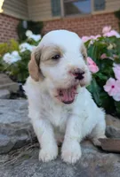 Piper, a female Miniature Goldendoodle for sale in Oldtown, MD – 2 of 6