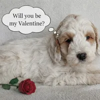 Dante F1B, a male Miniature Goldendoodle for sale in Oldtown, MD – Photo 1 of 6