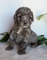 Dolly F1B, a female Cockapoo for sale in Oldtown, MD – 3 of 6