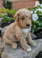 Penny F1B, a female Miniature Goldendoodle for sale in Oldtown, MD – 3 of 6