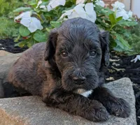 Paisley, a female Miniature Goldendoodle for sale in Oldtown, MD – 2 of 5