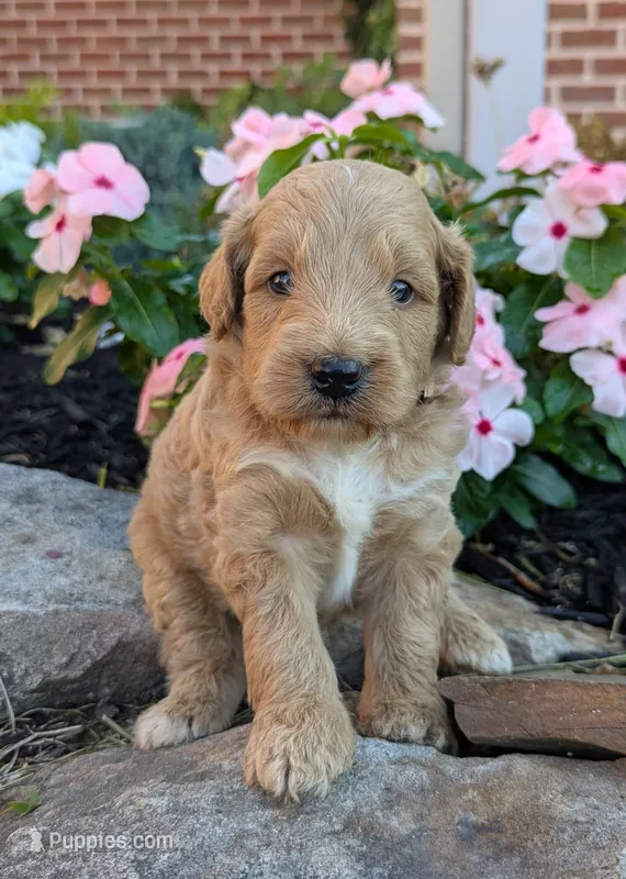 Prince F1B – Miniature Goldendoodle puppy for sale in Oldtown, MD