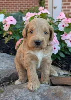 Prince F1B, a male Miniature Goldendoodle for sale in Oldtown, MD – 1 of 5