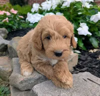 Prince F1B, a male Miniature Goldendoodle for sale in Oldtown, MD – 2 of 7
