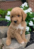 Penny F1B, a female Miniature Goldendoodle for sale in Oldtown, MD – 2 of 8