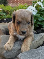 Parker F1B, a male Miniature Goldendoodle for sale in Oldtown, MD – 3 of 6