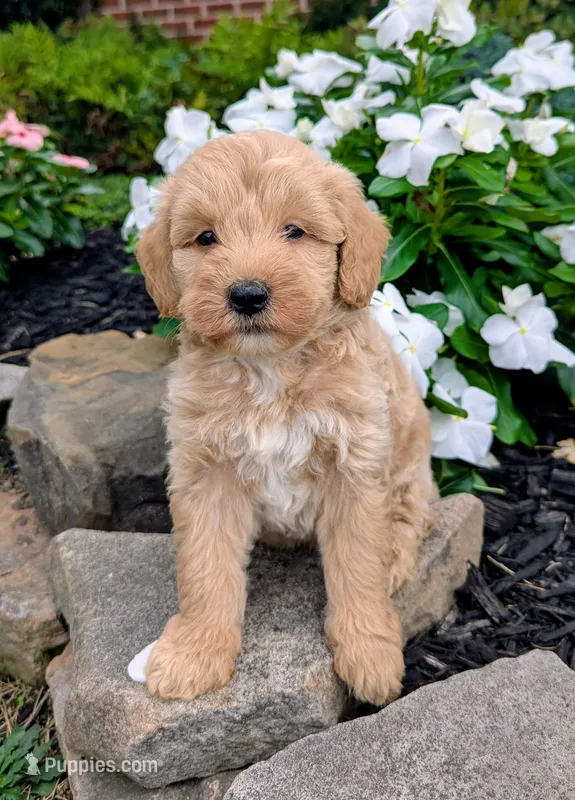 Preston F1B – Miniature Goldendoodle puppy for sale in Oldtown, MD