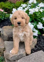 Preston F1B, a male Miniature Goldendoodle for sale in Oldtown, MD – 1 of 8