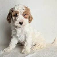Daisy F1B, a female Miniature Goldendoodle for sale in Oldtown, MD – Photo 2 of 5