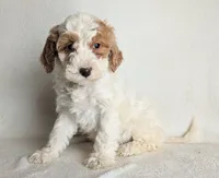 processed/921ebb59-29b0-432f-a736-afe3360e972e/listing/80d953ff-1d38-47b8-a731-2fa0164d502b/45bcf632-788f-4168-bd26-4fa88cdef447