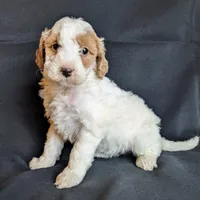 Daisy F1B, a female Miniature Goldendoodle for sale in Oldtown, MD – Photo 3 of 5
