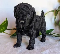Della F1B, a female Cockapoo for sale in Oldtown, MD – 1 of 5