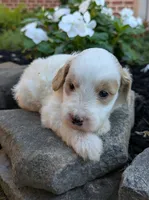 Piper, a female Miniature Goldendoodle for sale in Oldtown, MD – 3 of 6