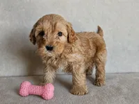 Bailey, a female Cockapoo for sale in Oldtown, MD – 2 of 5