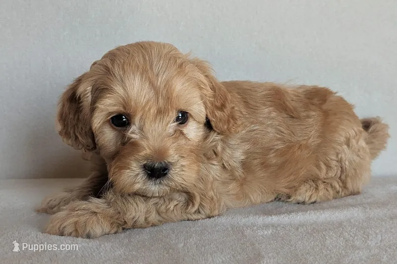 Bailey – Cockapoo puppy for sale in Oldtown, MD