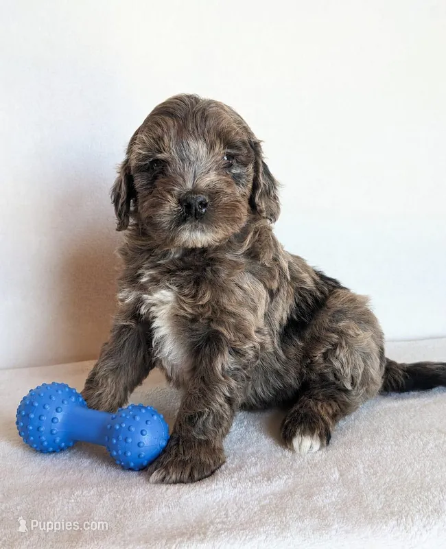 Beau – Cockapoo puppy for sale in Oldtown, MD