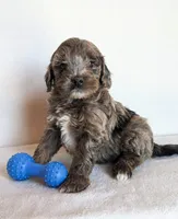 Beau, a male Cockapoo for sale in Oldtown, MD – 1 of 5