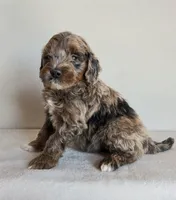 Beau, a male Cockapoo for sale in Oldtown, MD – 2 of 5