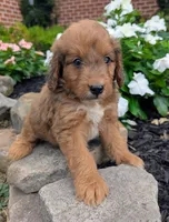 Parker F1B, a male Miniature Goldendoodle for sale in Oldtown, MD – 2 of 8