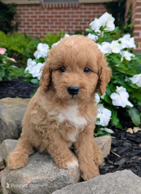 Penny F1B – Miniature Goldendoodle puppy for sale in Oldtown, MD